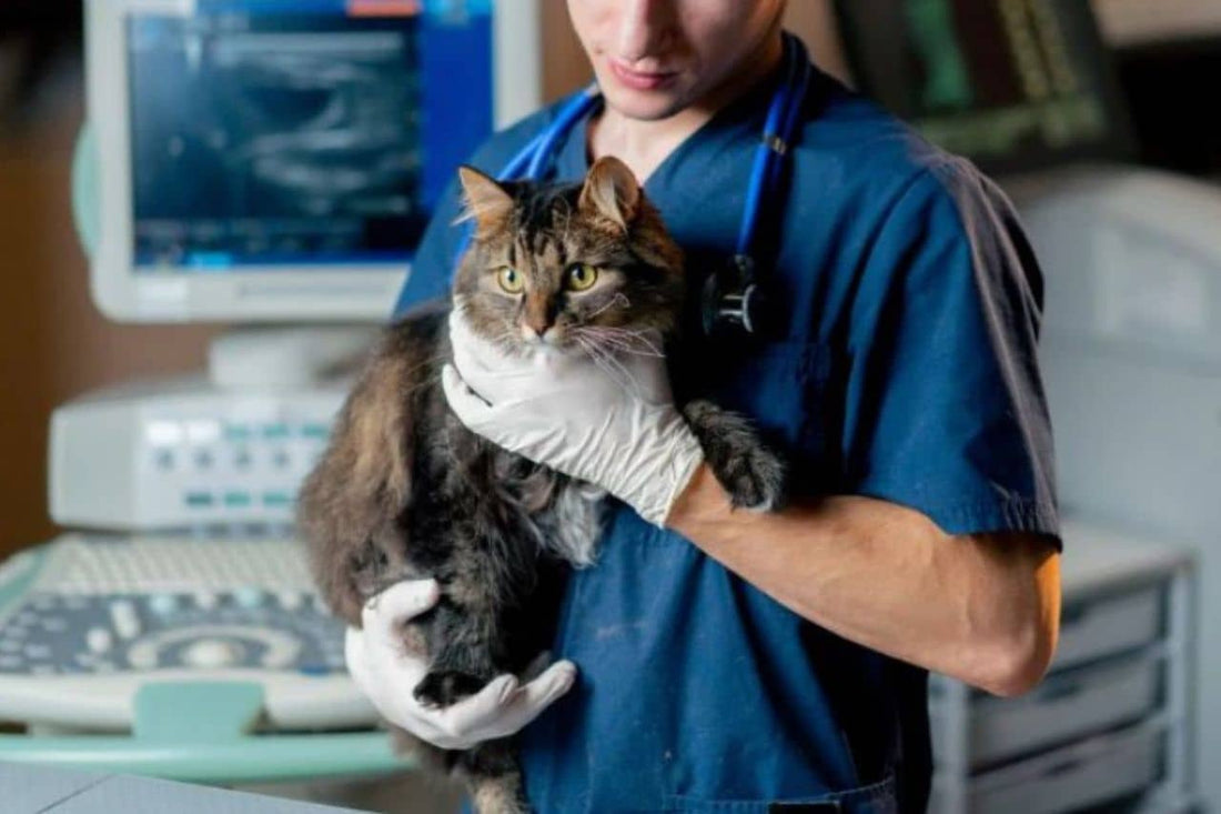 Veterinario sosteniendo un gato