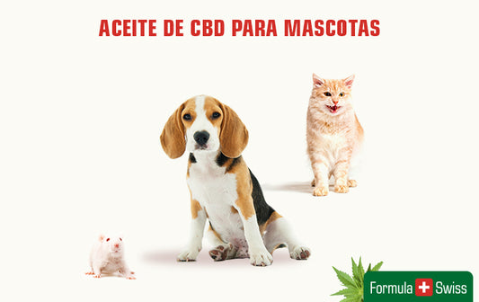 CBD para mascotas? La guía completa para entender como el CBD puede ayudar a las mascotas y sus dueños