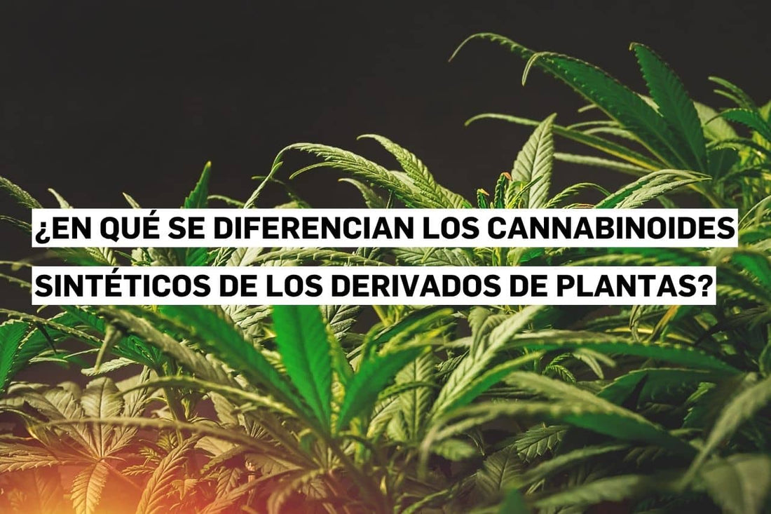 Cannabinoides sintéticos en comparación con cannabinoides naturales derivados de plantas.