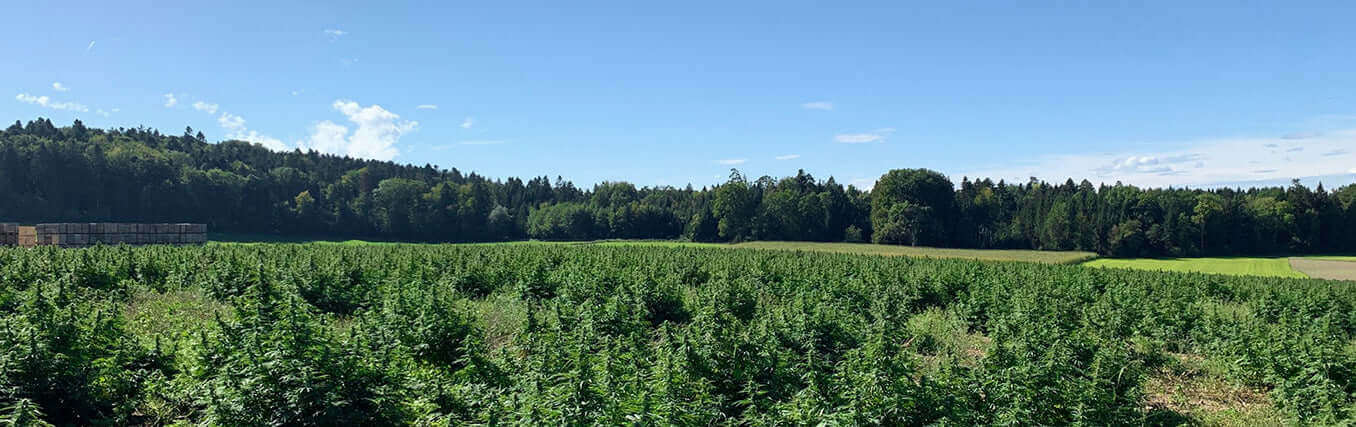 El cáñamo orgánico que utilizamos para nuestros productos de CBD en Formula Swiss