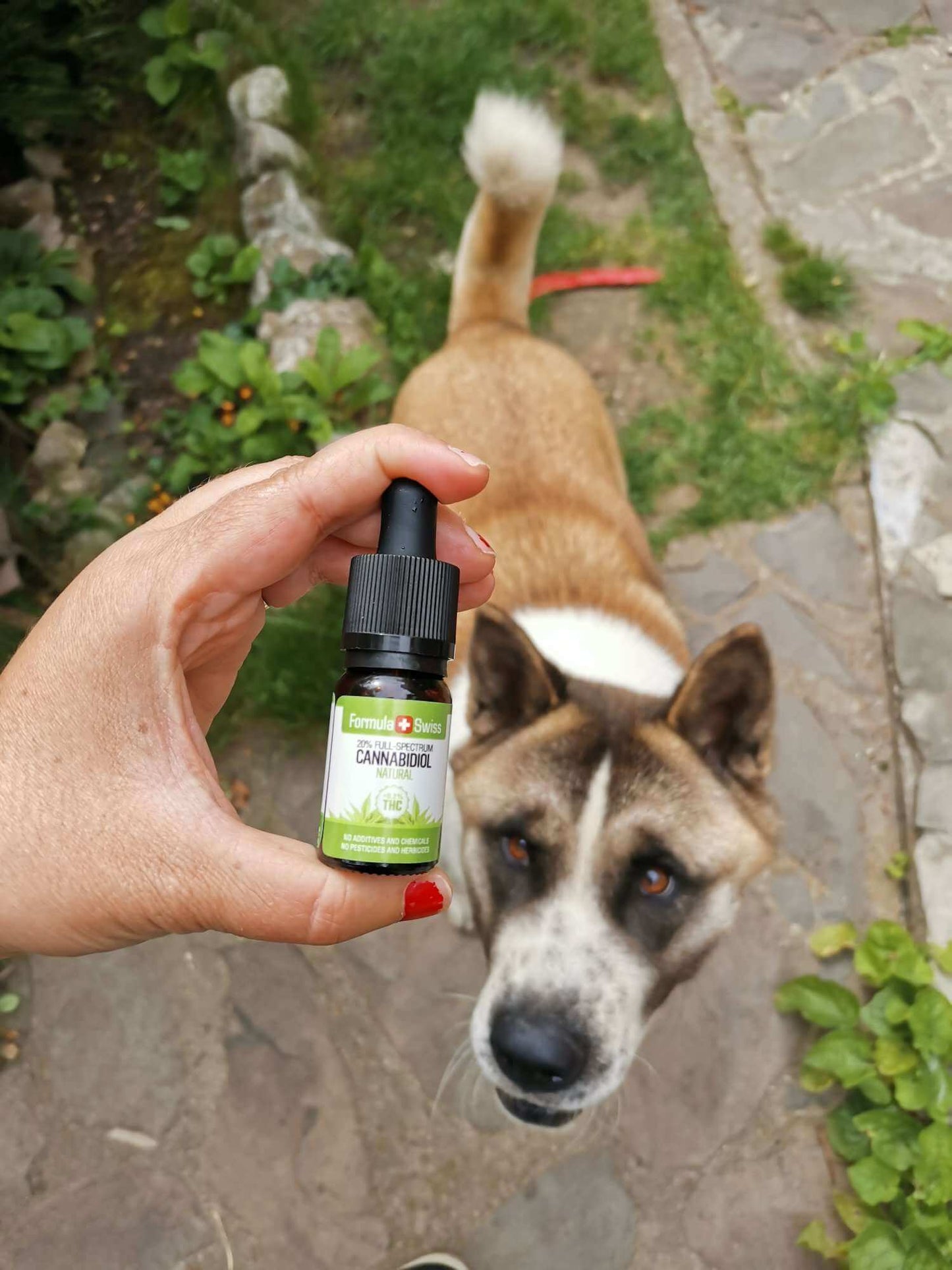Formula Swiss aceite CBD orgánico en aceite natural